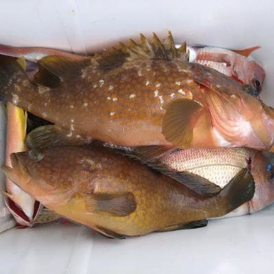 マダイ・アコウ(キジハタ)