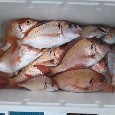 レンコ(キダイ)・チダイ