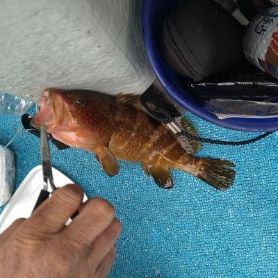 アコウ(キジハタ)