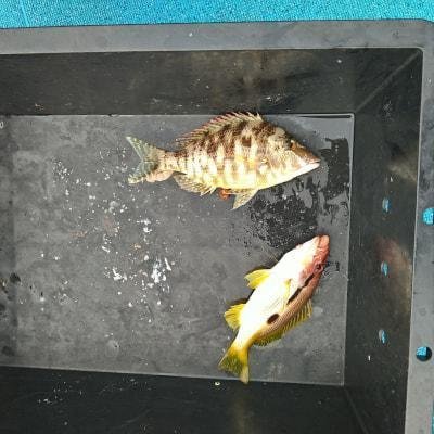 フエフキダイ・ヨコスジフエダイ