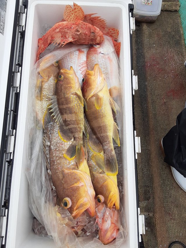 レンコ(キダイ)・アオナ(アオハタ)・オニカサゴ