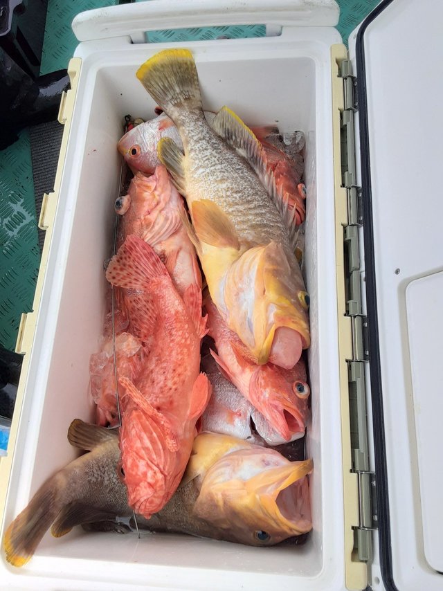 レンコ(キダイ)・アオナ(アオハタ)・オニカサゴ・ウッカリカサゴ