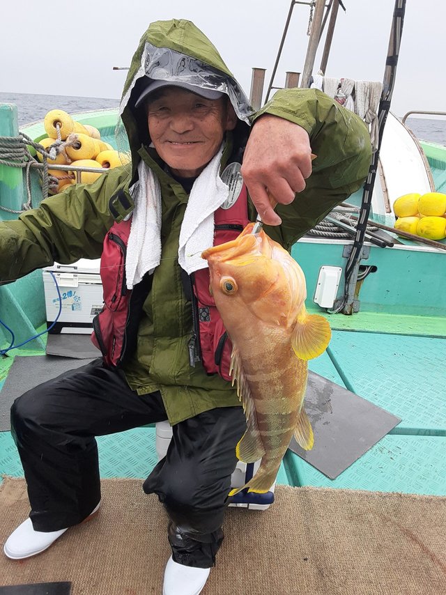 アオナ(アオハタ)