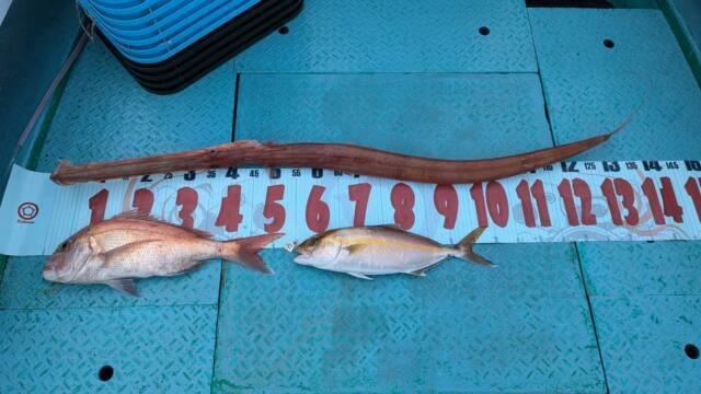 マダイ・カンパチ・アカヤガラ