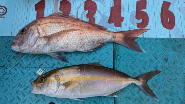 マダイ・カンパチ