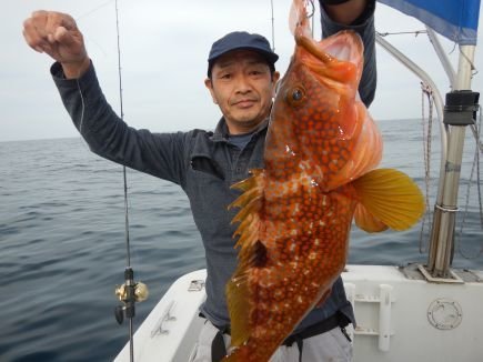 アコウ(キジハタ)