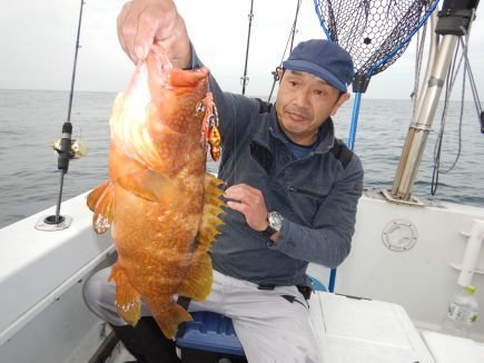 アコウ(キジハタ)