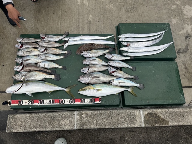 メジロ(ブリ)・タチウオ・マゴチ・クログチ