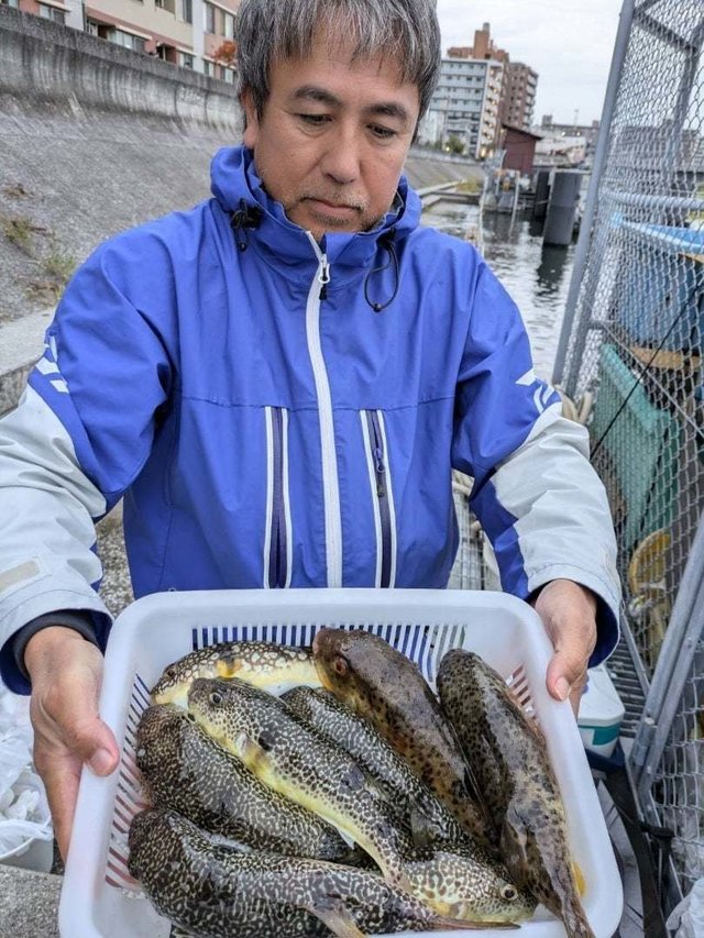 アカメフグ・ショウサイフグ