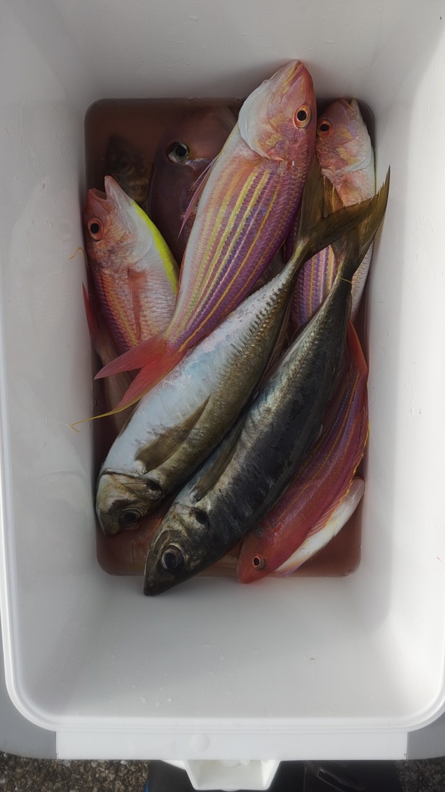 アジ(マアジ)・イトヨリ(イトヨリダイ)