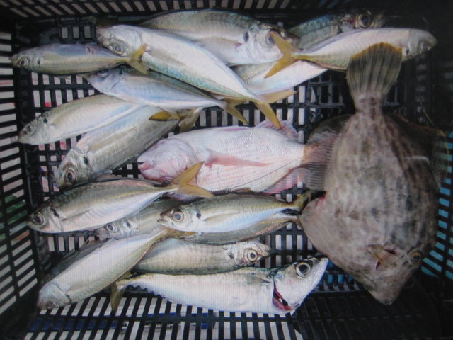 マダイ・アジ(マアジ)・カワハギ