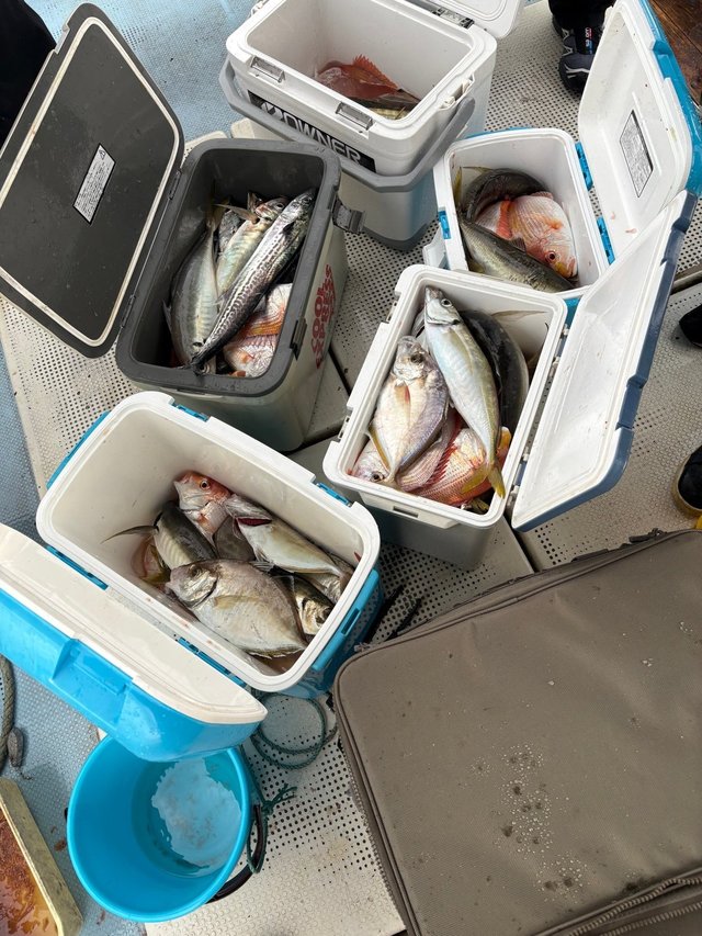 レンコ(キダイ)・チダイ・アジ(マアジ)・カイワリ・サゴシ(サワラ)・サバ(ゴマサバ)