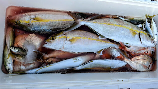 マダイ・アジ(マアジ)・カンパチ