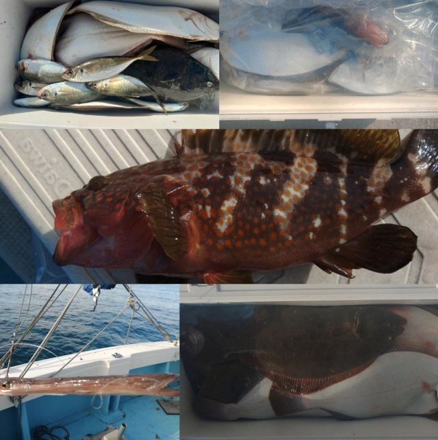 キジハタ・アジ(マアジ)・ヒラメ