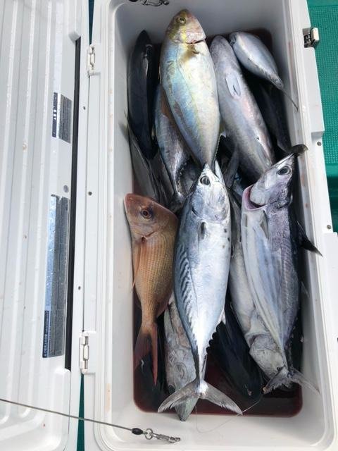 コダイ(マダイ)・シオ(カンパチ)・カツオ・スマ・ヤイト(スマ)・ビンタ(キハダ)