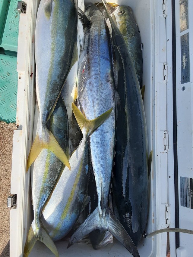 ブリ・ヒラマサ・サワラ