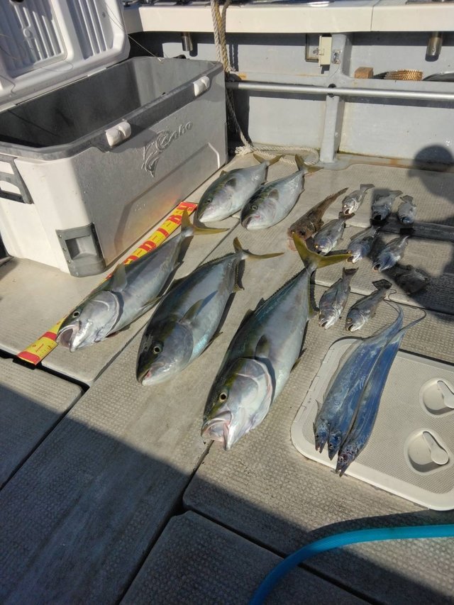 ブリ・タチウオ・コチ(マゴチ)・クログチ