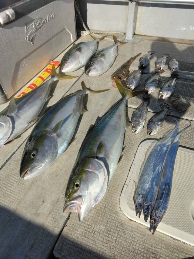 ブリ・タチウオ・コチ(マゴチ)・クログチ