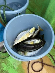 トラフグ・シマフグ・サバフグ(シロサバフグ)・フグ(ショウサイフグ)