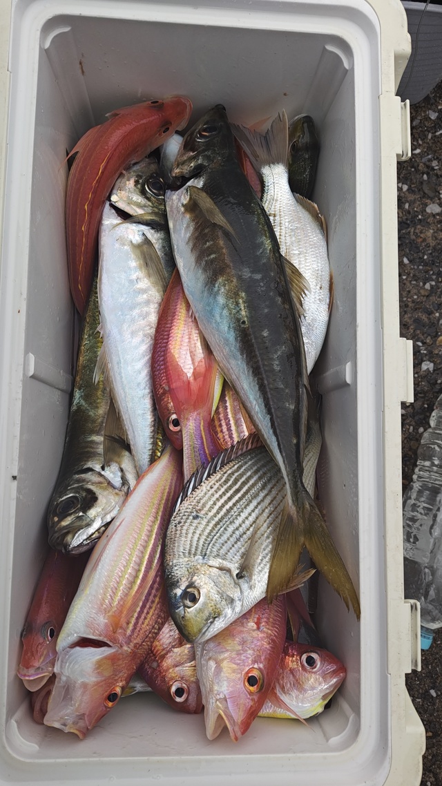 ヘダイ・アジ(マアジ)・イトヨリ(イトヨリダイ)