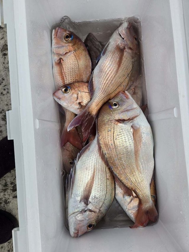 マダイ・ハナダイ(チダイ)