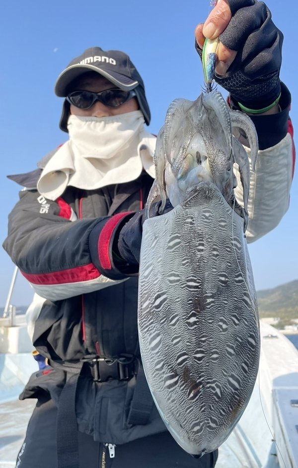 モンゴウイカ(カミナリイカ)