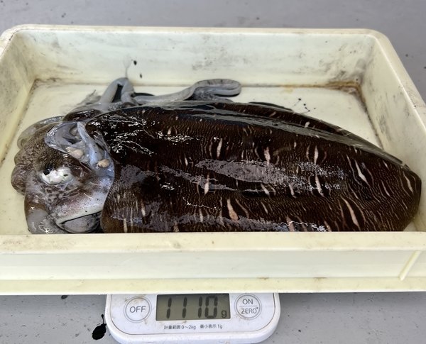 モンゴウイカ(カミナリイカ)