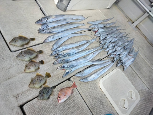 タチウオ・カワハギ