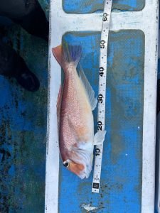 アマダイ(アカアマダイ)