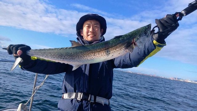 サゴシ(サワラ)