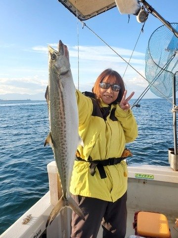 サゴシ(サワラ)