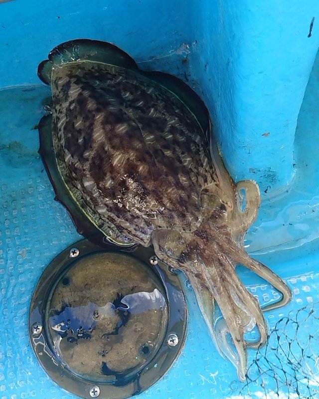 モンゴウイカ(カミナリイカ)