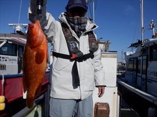 ハタ(キジハタ)