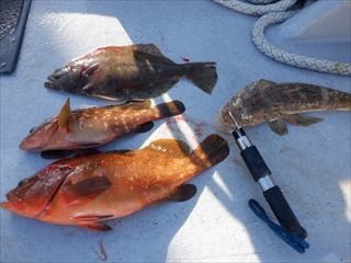 ヒラメ・ハタ(キジハタ)