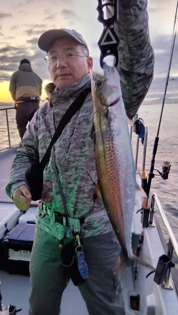 サゴシ(サワラ)