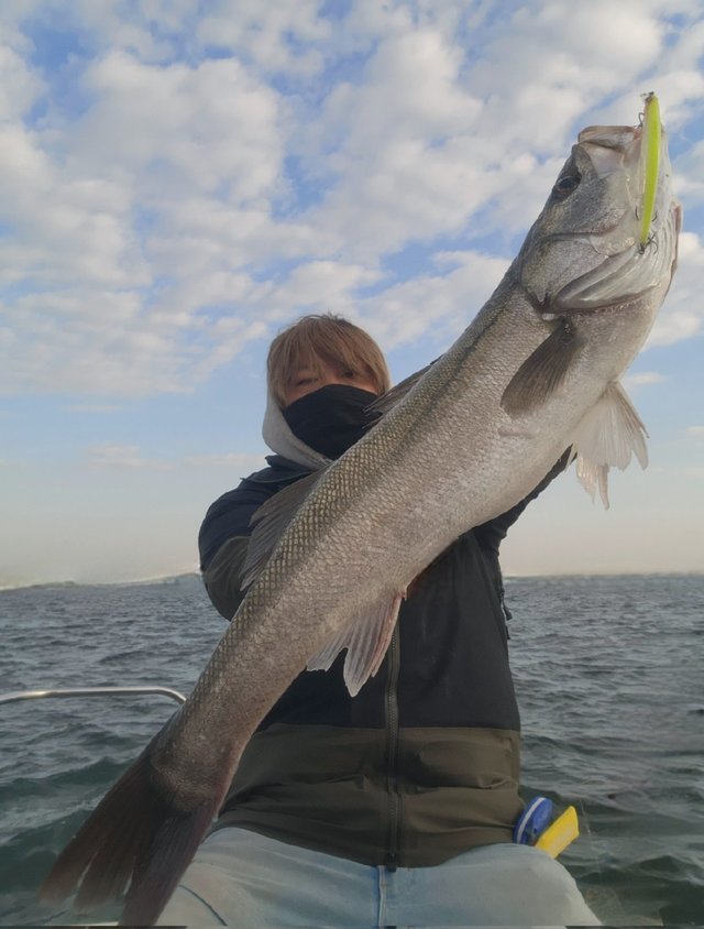 シーバス(スズキ)