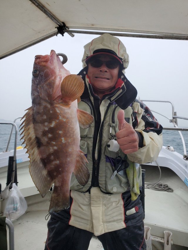 アコウ(キジハタ)