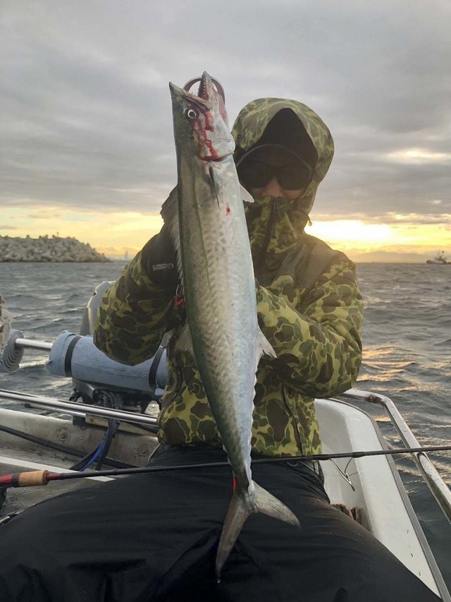 サゴシ(サワラ)