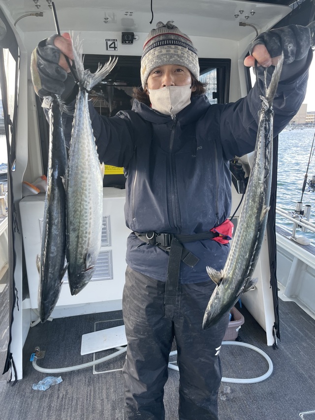 サゴシ(サワラ)