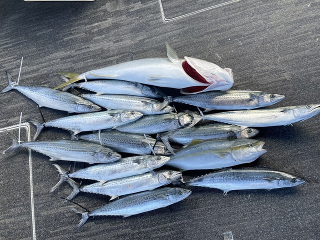 ハマチ(ブリ)・サゴシ(サワラ)