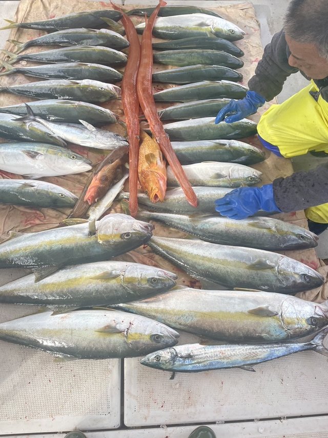 ブリ・ヒラマサ・サワラ・アカヤガラ