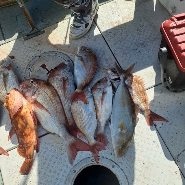 マダイ・ブリ・アラカブ(カサゴ)