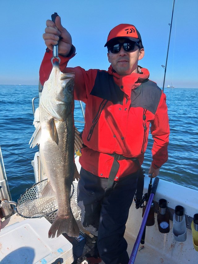 シーバス(スズキ)