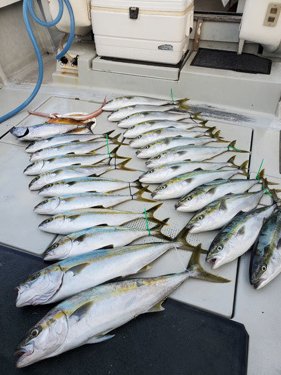 アカハタ・ヤズ(ブリ)・ヒラ(ヒラマサ)・ヤガラ(アカヤガラ)