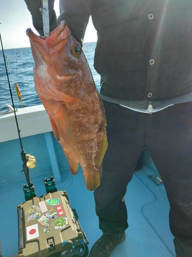 アコウ(キジハタ)