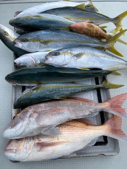 マダイ・ヤズ(ブリ)