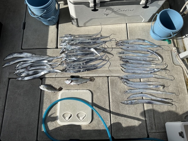 タチウオ・クログチ