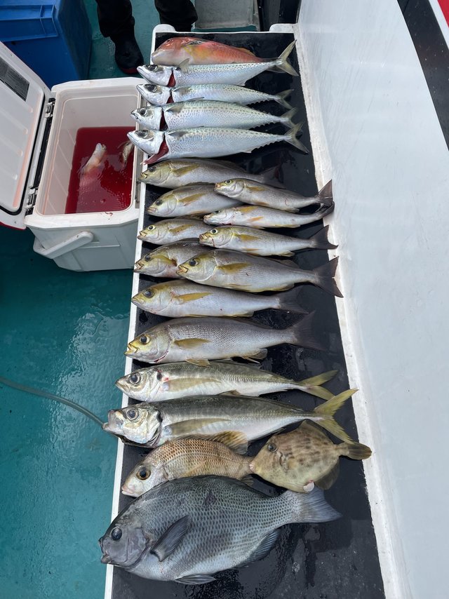 グレ(メジナ)・メイチダイ・ヤイトガツオ(スマ)