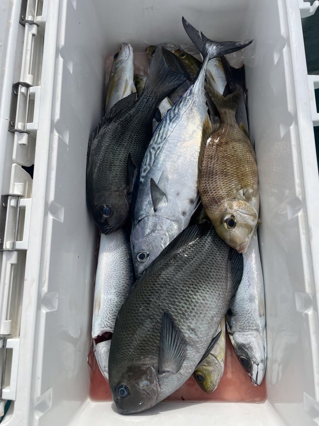 グレ(メジナ)・メイチダイ・ヤイトガツオ(スマ)