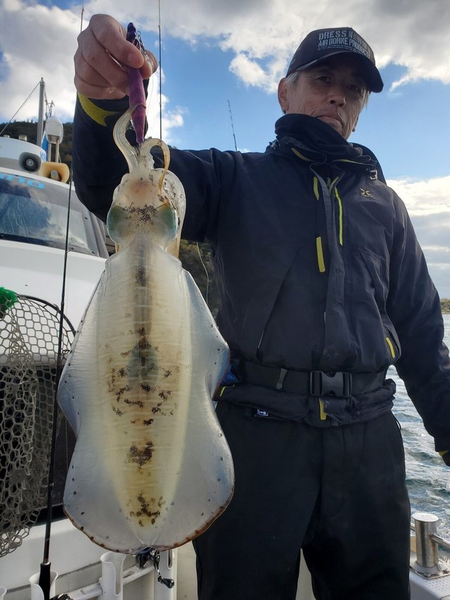 アオリ(アオリイカ)